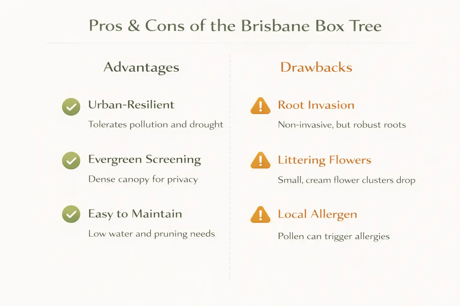 brisbane box tree
