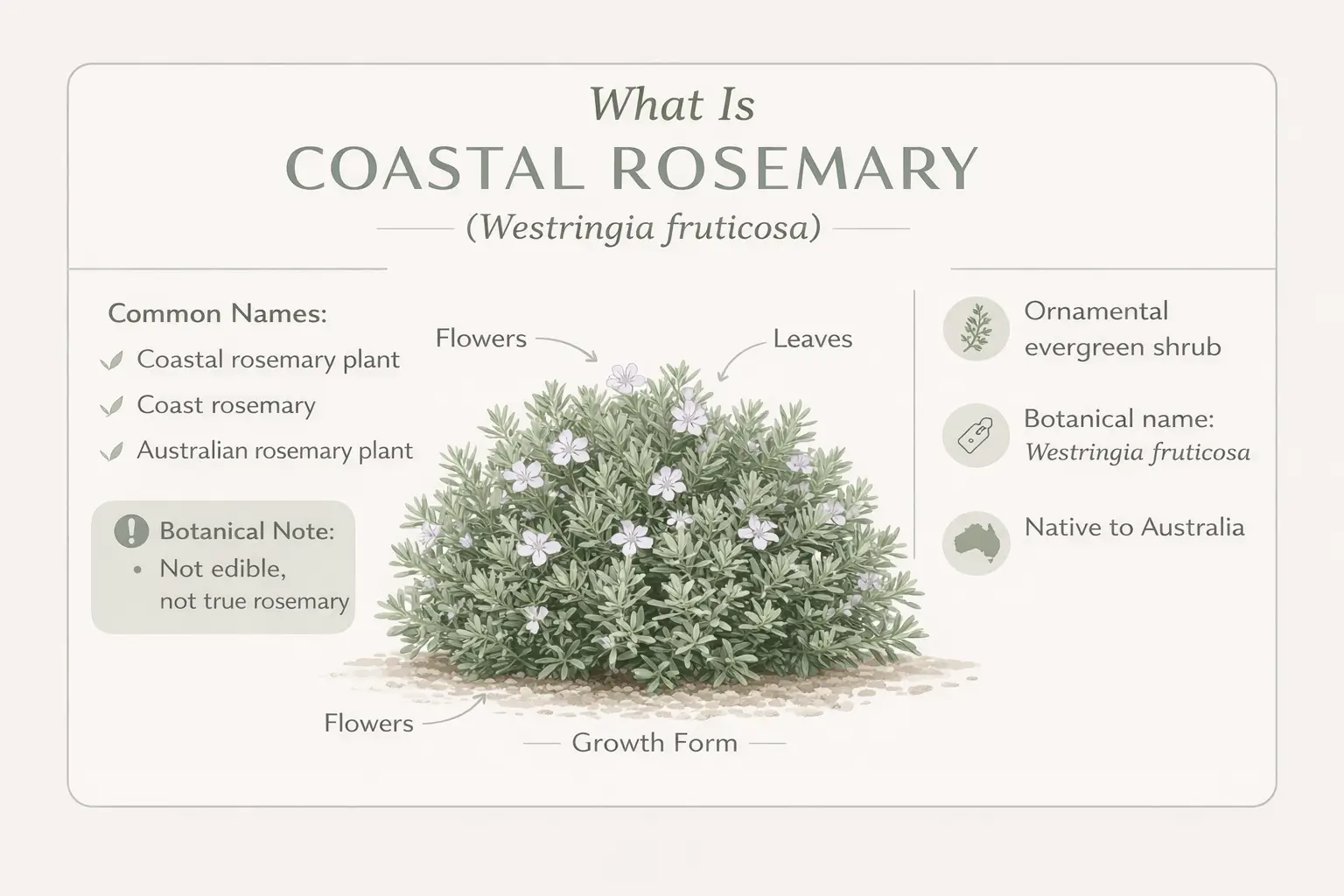 coastal rosemary