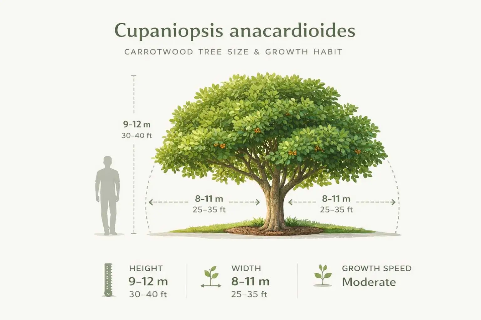 cupaniopsis anacardioides