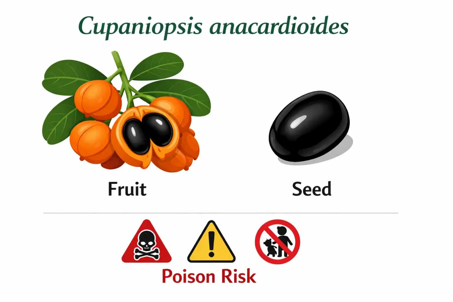 cupaniopsis anacardioides