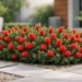 dwarf bottlebrush