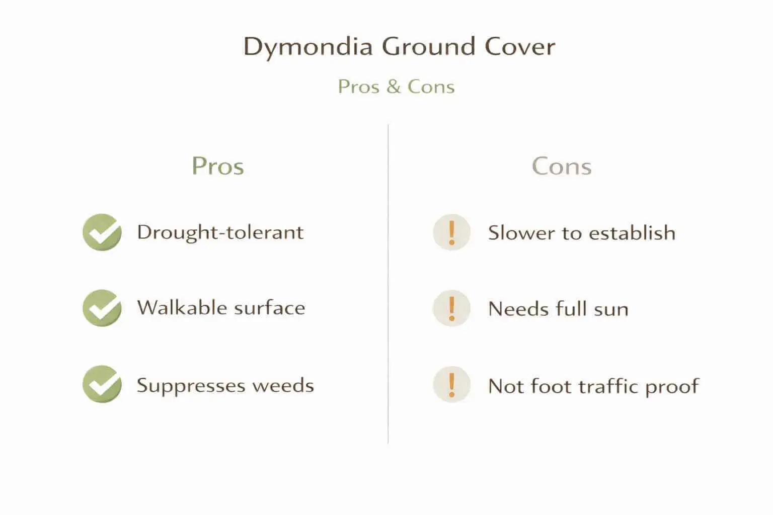 dymondia ground cover