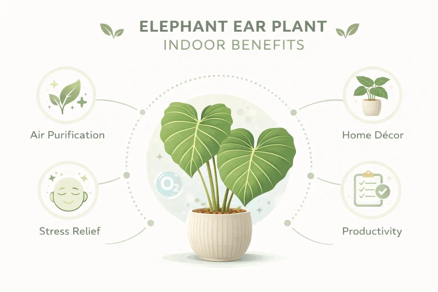 elephant ear plant indoor benefits