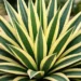 false agave plant
