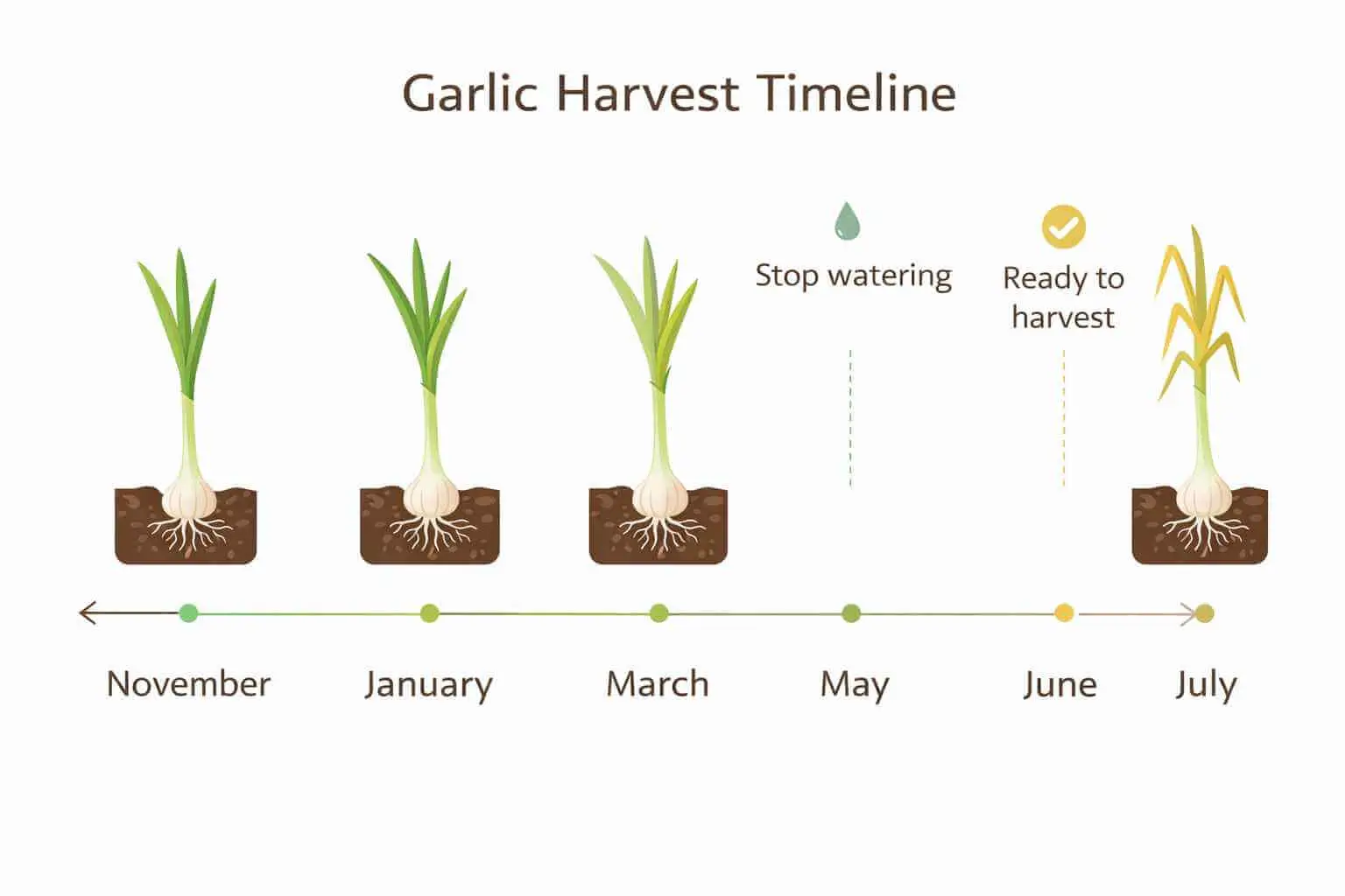how to plant garlic