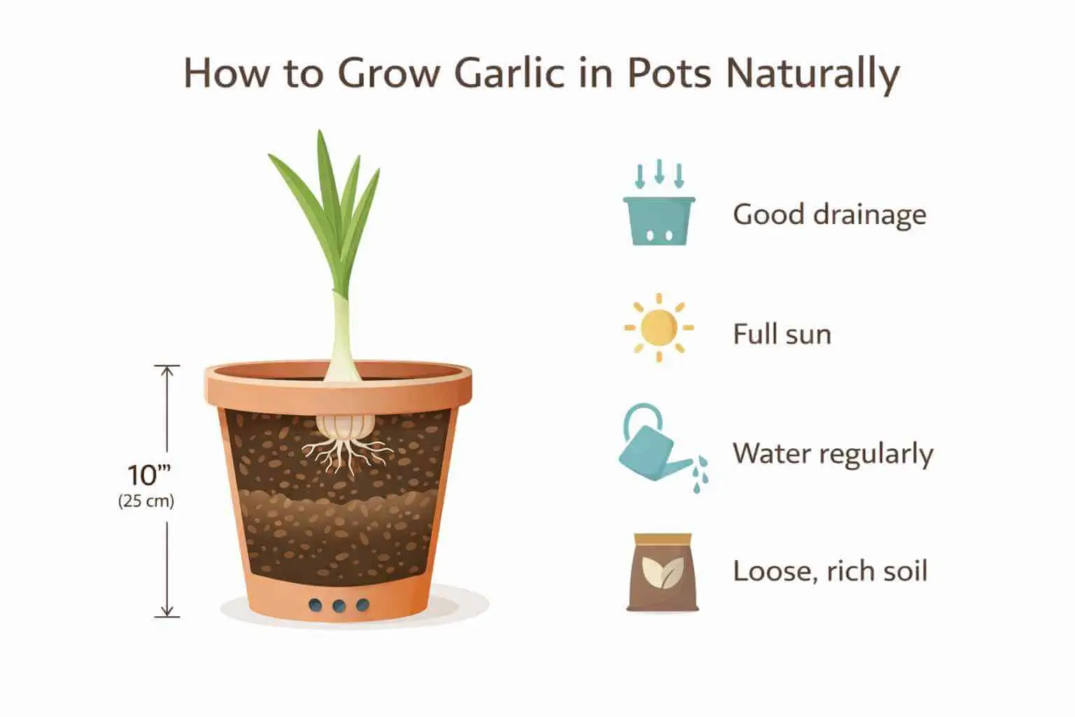 how to plant garlic