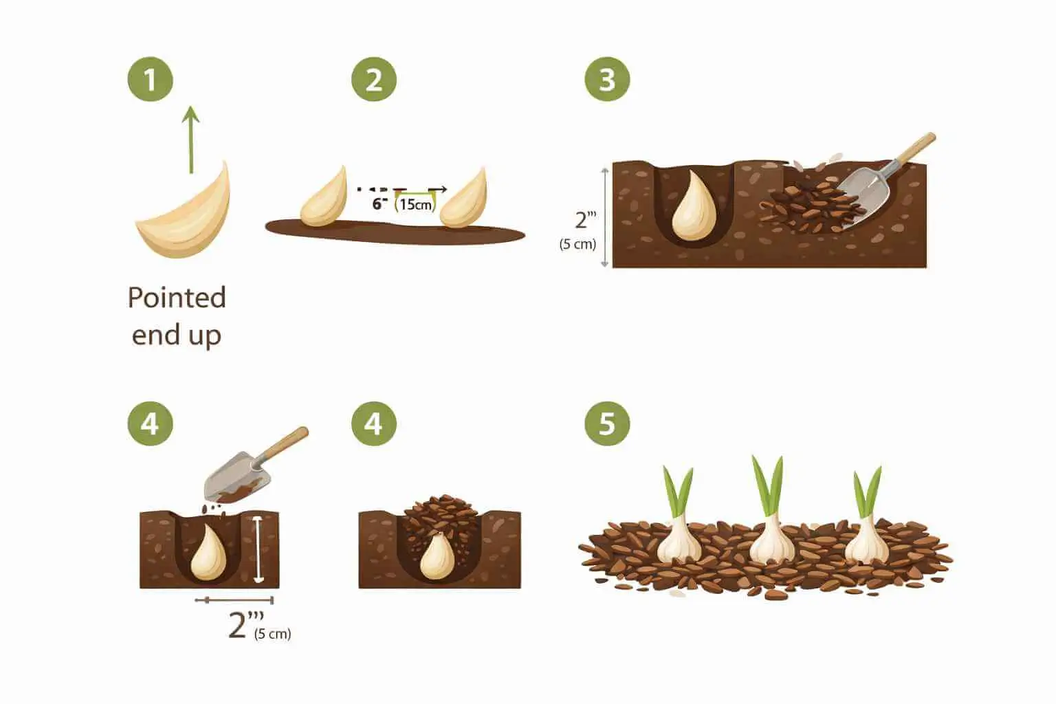 how to plant garlic