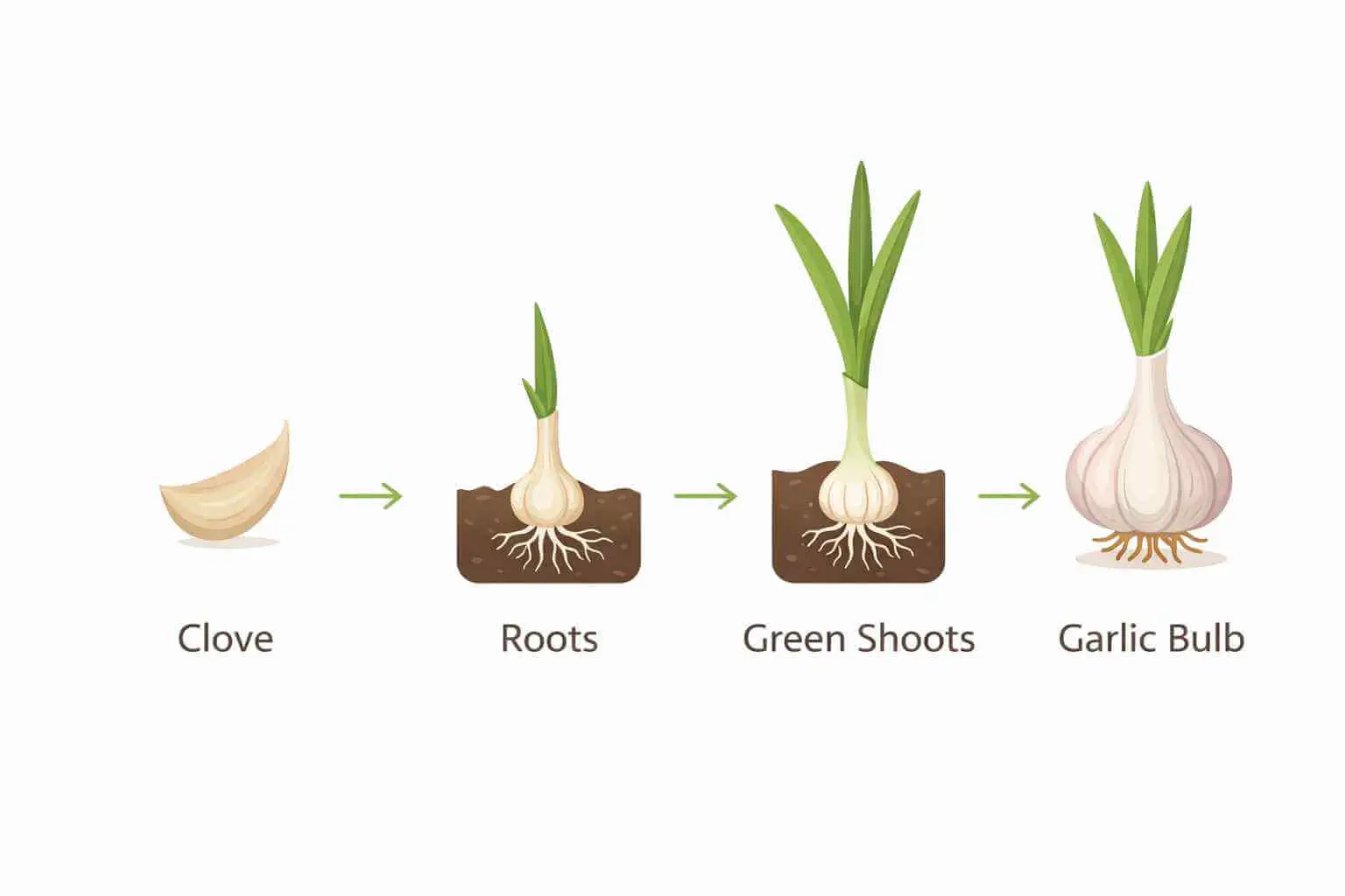 how to plant garlic