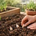 how to plant garlic