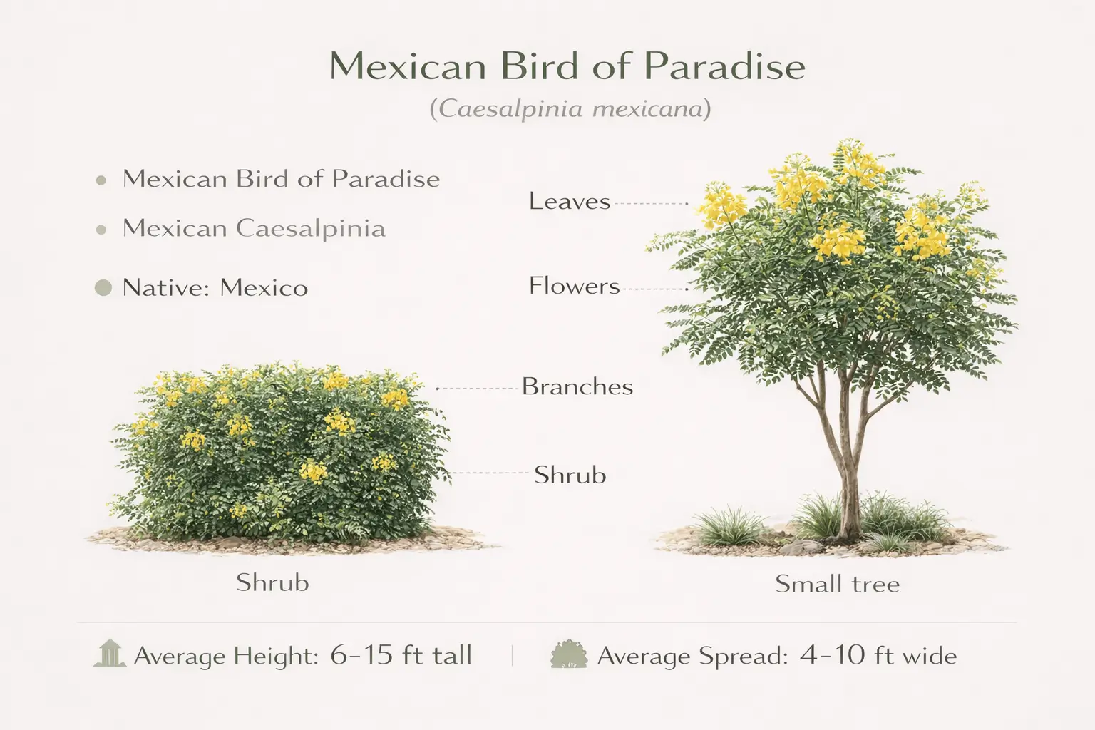 mexican bird of paradise plant