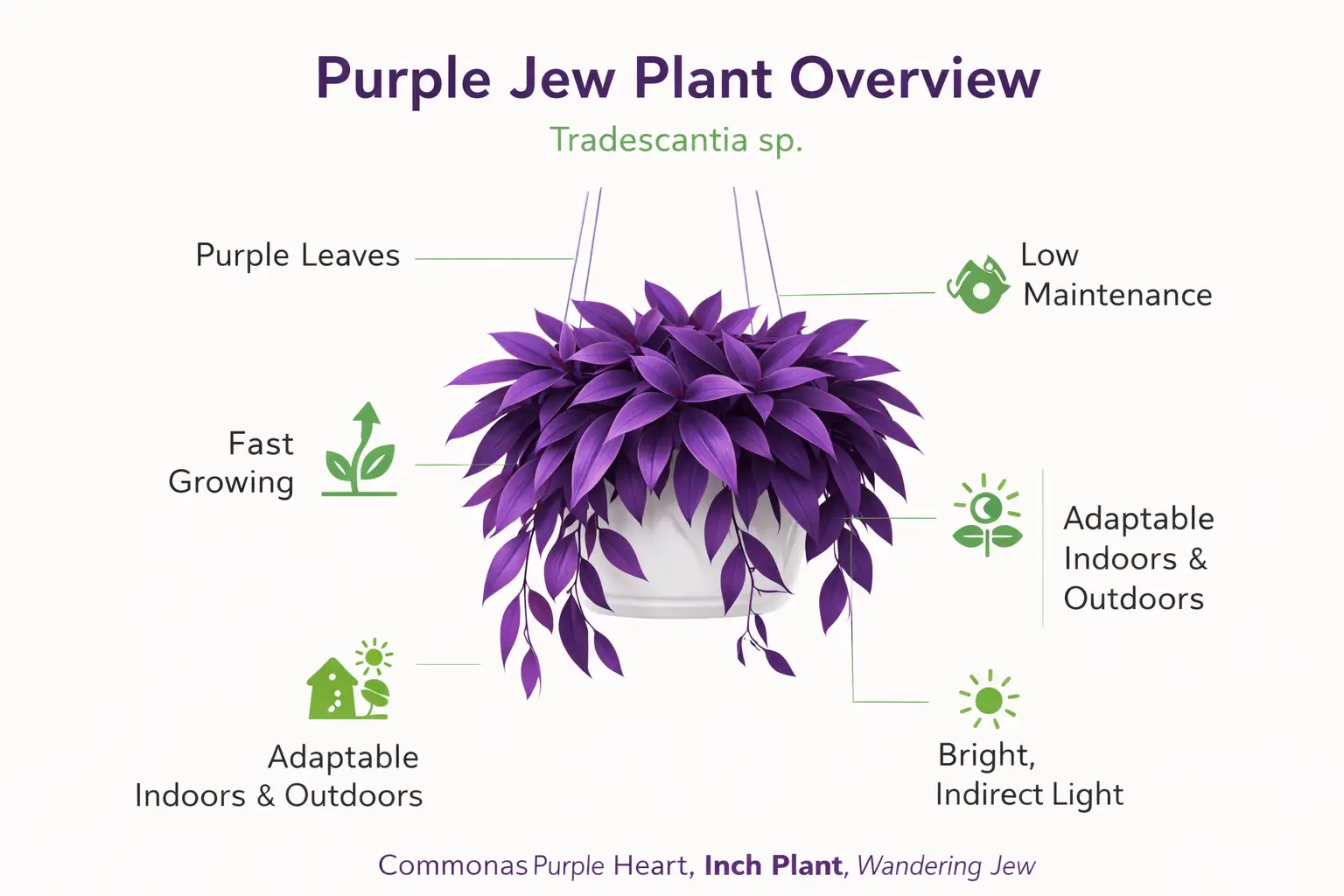 purple jew plant