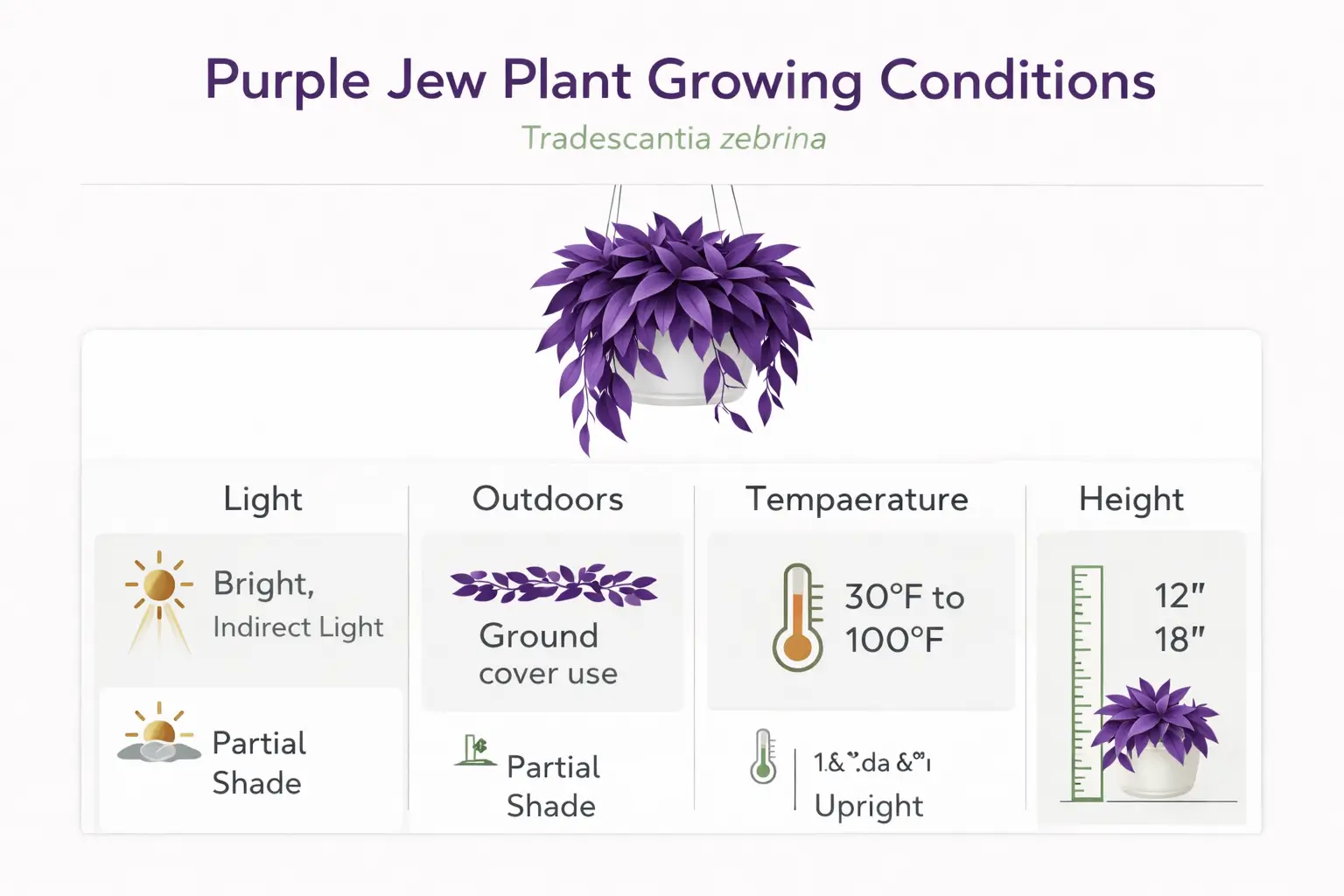 purple jew plant