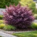purple plum bush