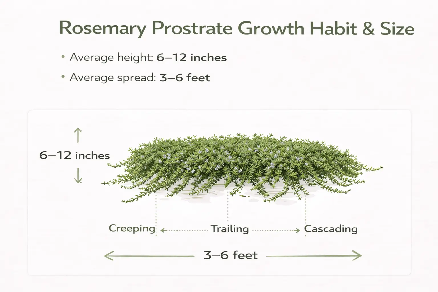 rosemary prostrate