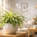 spider plant indoor benefits
