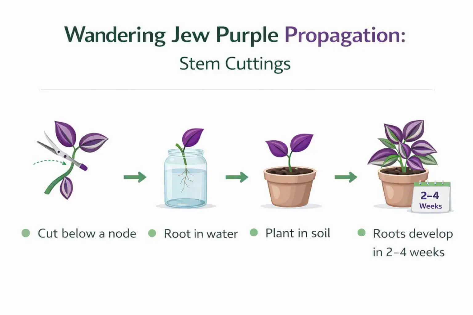 wandering jew purple