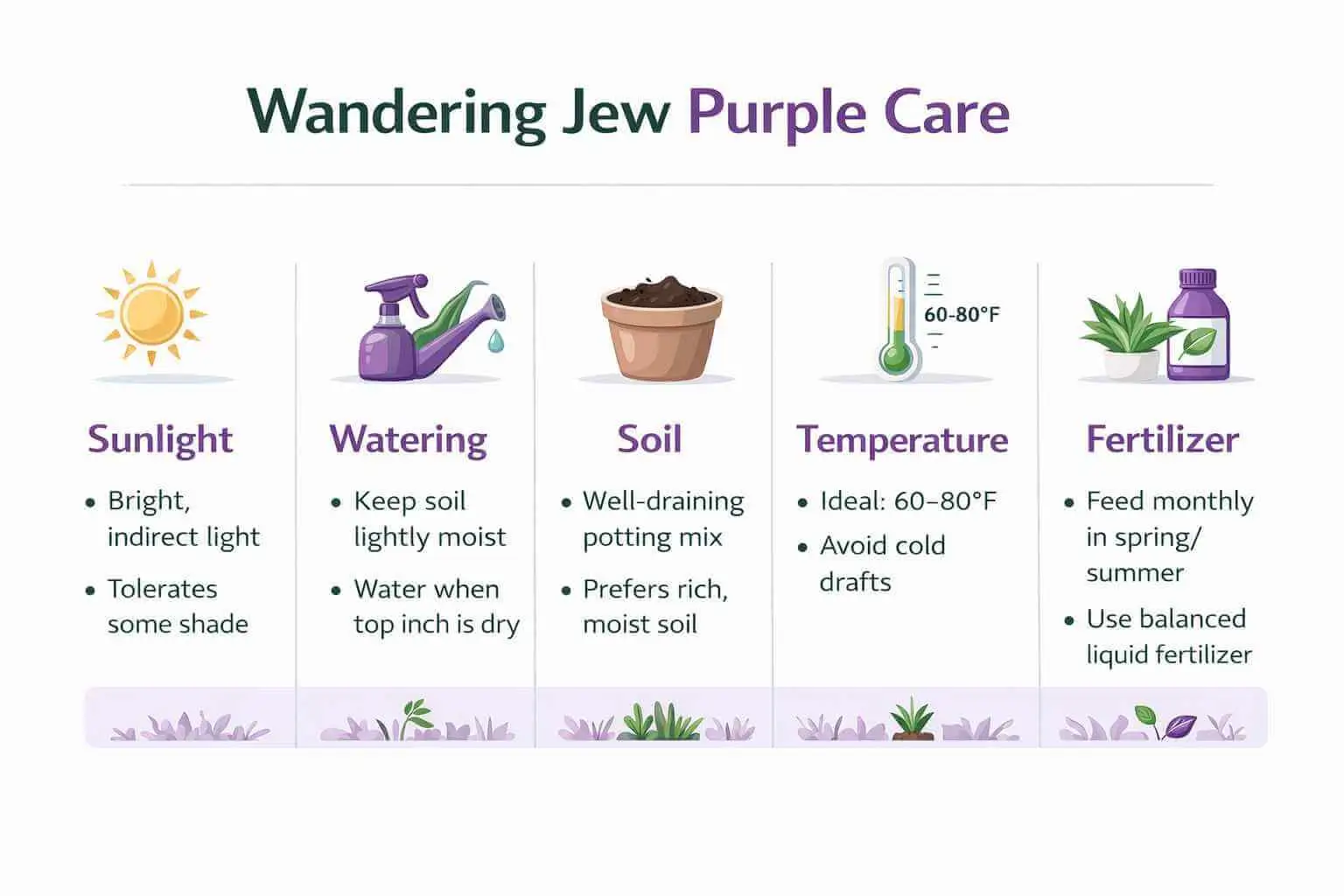 wandering jew purple