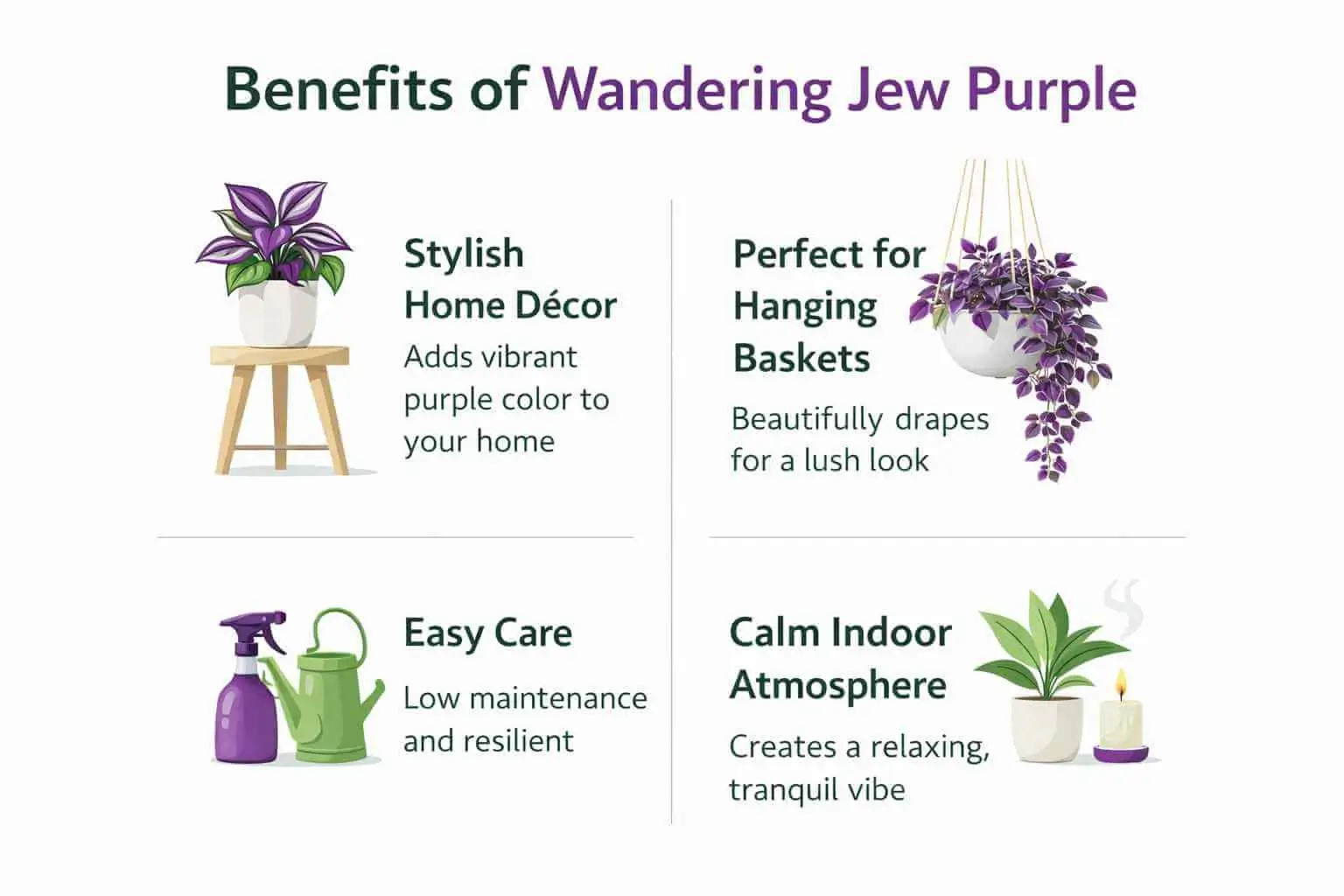 wandering jew purple