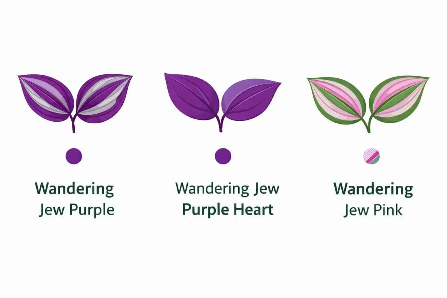 wandering jew purple