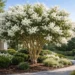 white crepe myrtle