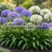 Agapanthus orientalis in full bloom with blue and white flowers, perfect garden planting example showing Lily of the Nile in sunny landscape