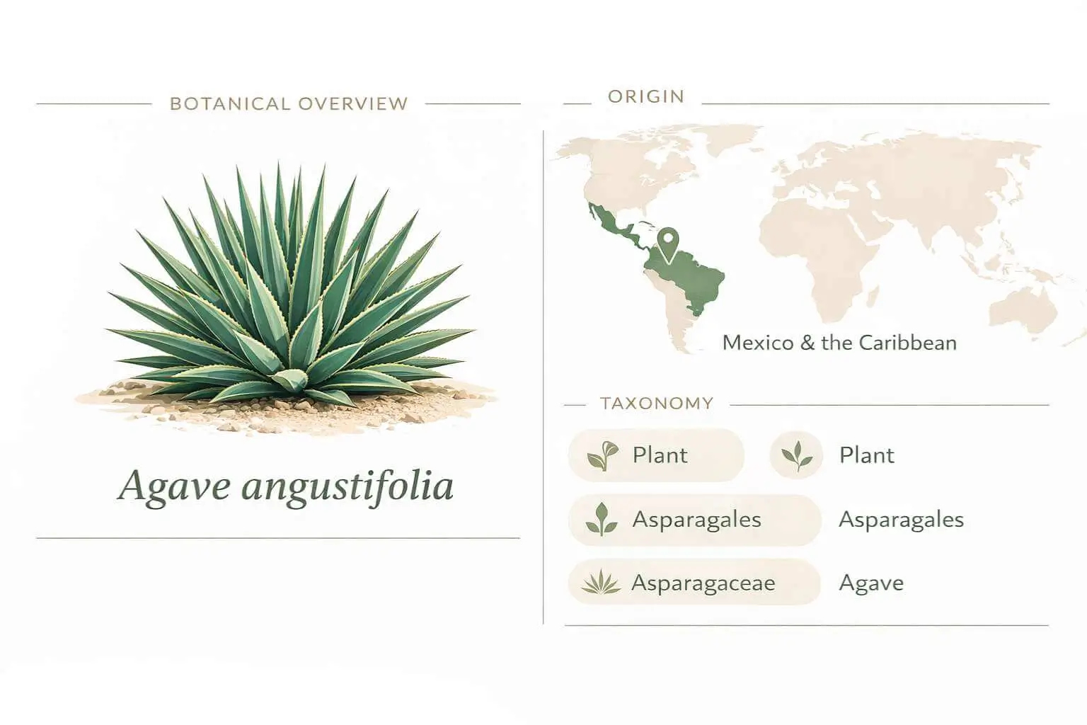 agave angustifolia