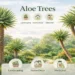 aloe tree