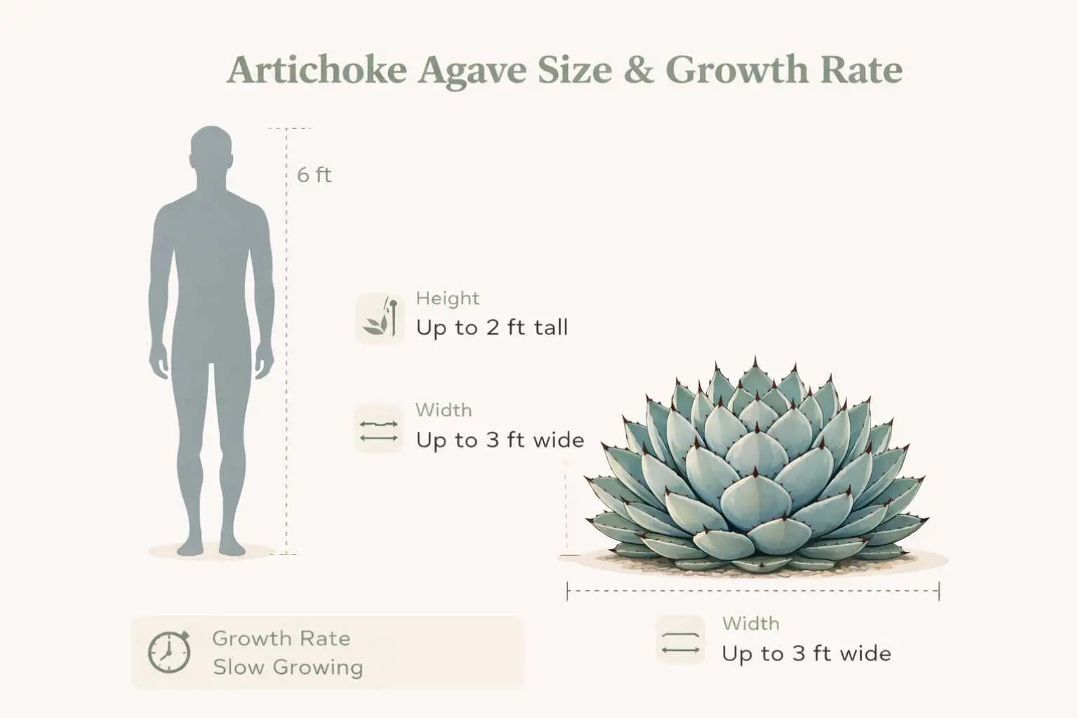 artichoke agave