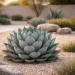 artichoke agave
