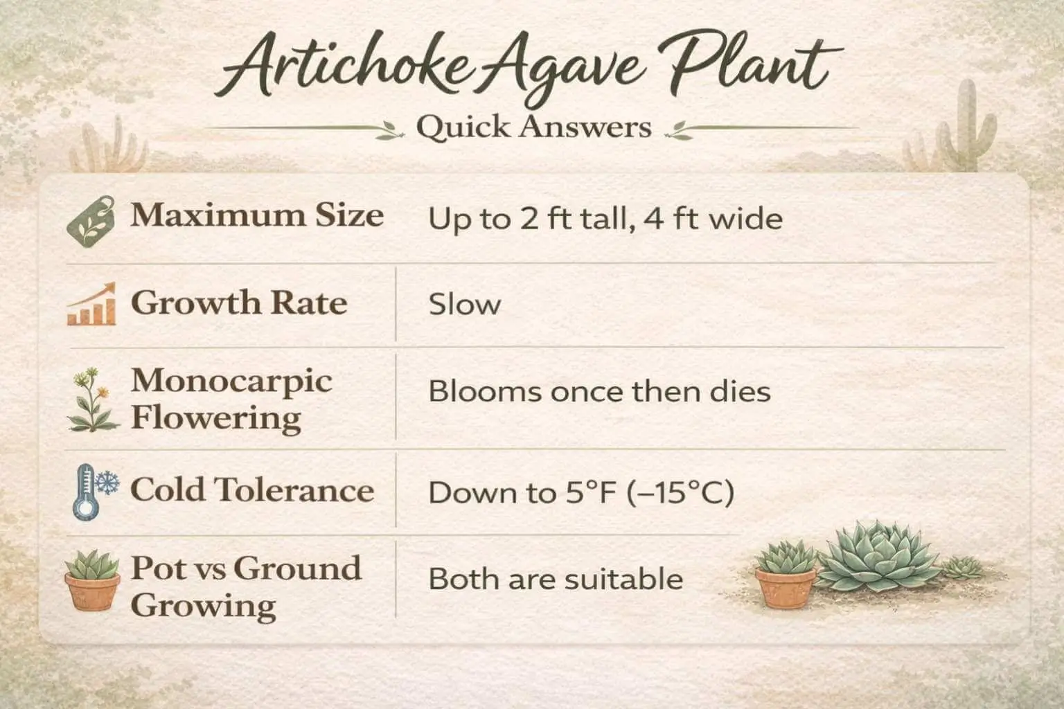 AEO infographic answering common questions about artichoke agave plant size, growth, and care