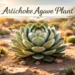 Artichoke agave plant with symmetrical rosette leaves in desert garden sunlight