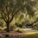 australian willow