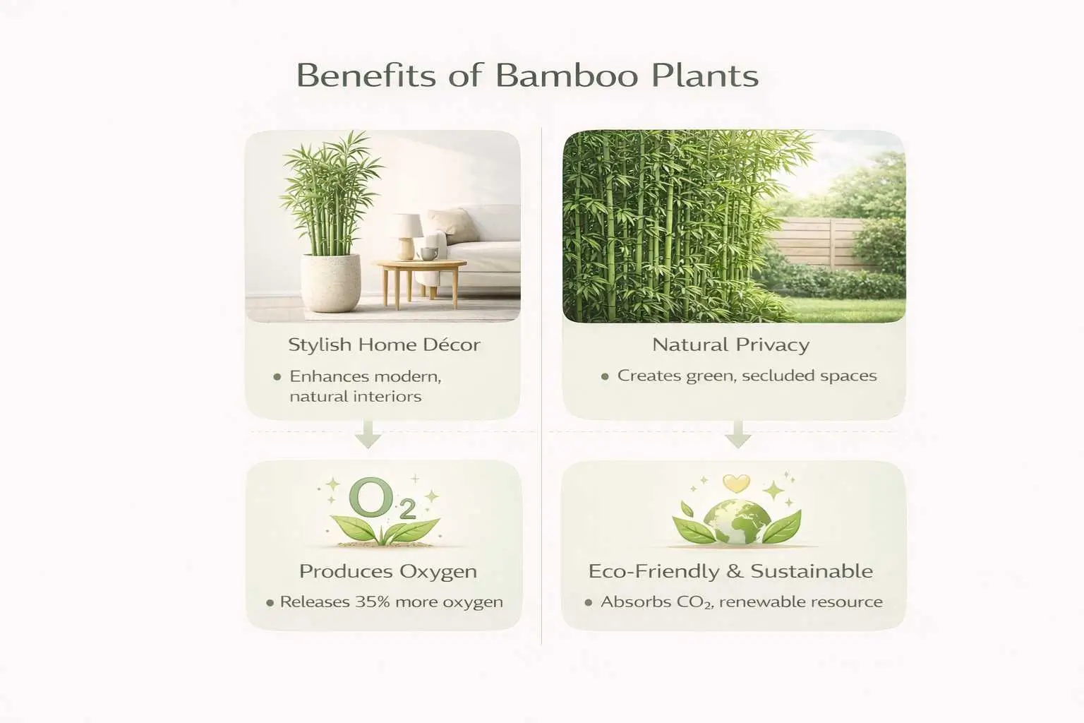 bamboo plants