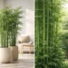 bamboo plants