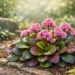 bergenia plant