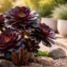 black rose succulent