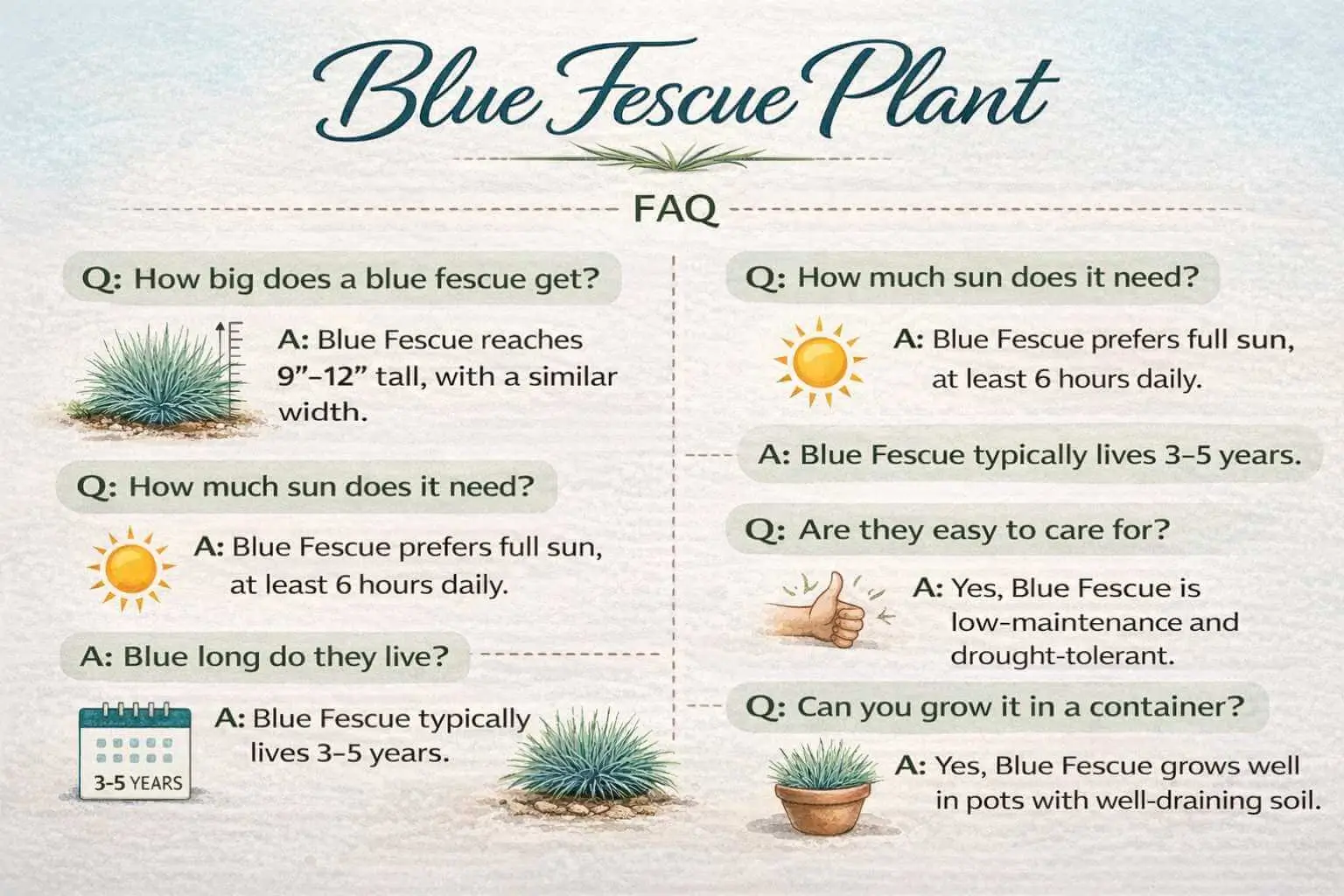 AEO infographic for Blue Fescue Plant with FAQ on size, sunlight, care, lifespan, and container growth.