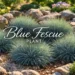 Blue Fescue Plant banner showing blue-gray ornamental grass in a landscaped garden, highlighting its compact and decorative features.