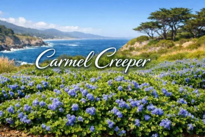 carmel creeper