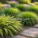 Dwarf mat rush garden with Lomandra longifolia varieties, compact ornamental grass, low-maintenance landscaping, vibrant foliage, and variegated leaves.