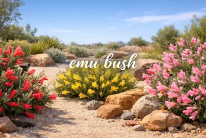 emu bush