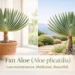 fan aloe