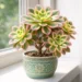 Vibrant kiwi aeonium succulent with colorful variegated rosettes in a decorative pot, perfect for indoor succulent collections.