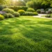 korean grass lawn