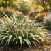 Vibrant variegated lomandra in a landscaped garden with cream, yellow, and silver-striped leaves showcasing ornamental grass structure.