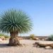 mexican grass tree