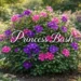 Princess Bush in full bloom with vibrant pink and purple flowers in a sunlit garden, showcasing ornamental shrub beauty and garden appeal.