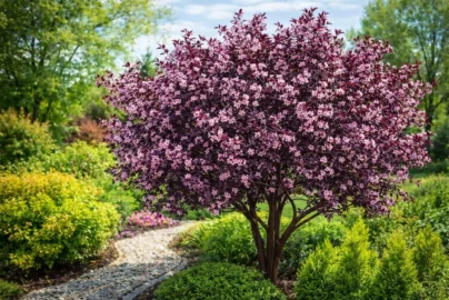 purple leaf plum bush