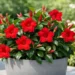 red dipladenia