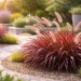 red fountain grass